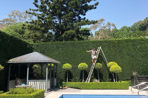 Finding the Best Tree Service Near Manassas: A Homeowner’s Guide