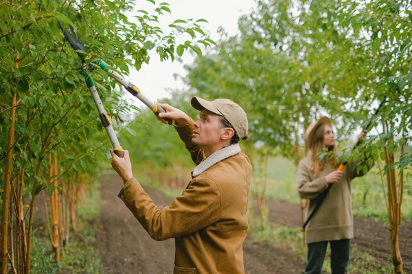 Improve Tree Health with tree surgeon Heald Green Trusted Experts