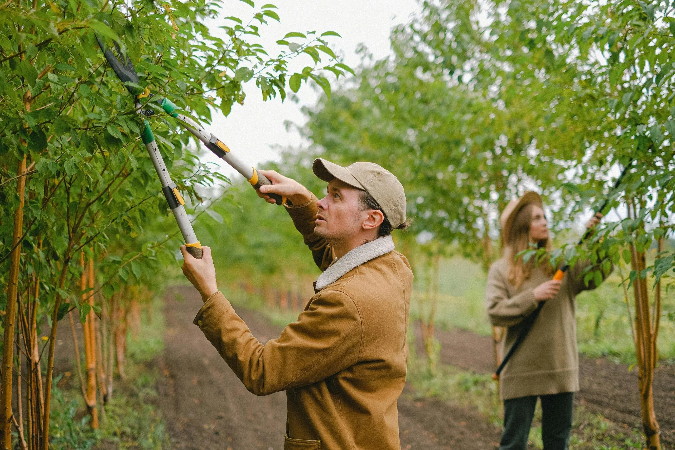 Improve Tree Health with tree surgeon Heald Green Trusted Experts